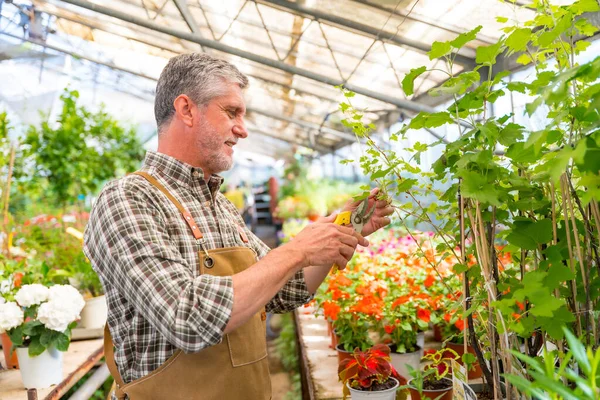 stock image Gardener working in a nursery inside the greenhouse cutting the flowers