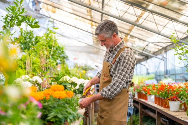 stock image Gardener working in a nursery inside the flower greenhouse as caring for plants in the nursery