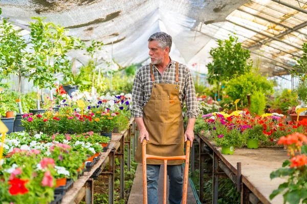 stock image Elderly gardener working in a nursery inside the flower greenhouse smiling with a wheelbarrow