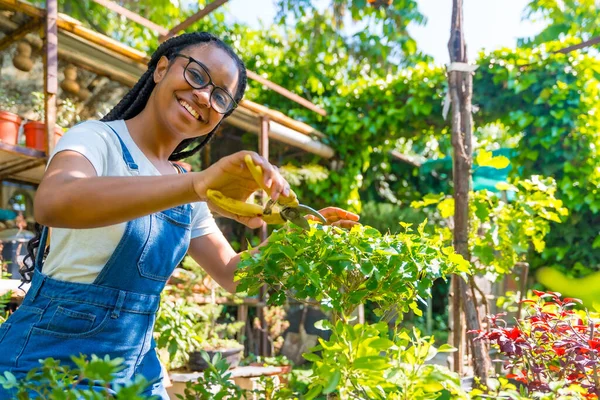 stock image Portrait of black ethnic woman with braids and glasses is a gardener in the nursery in the greenhouse happy cutting the bonsai