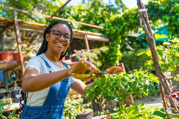 stock image Portrait of black ethnic woman with braids and glasses is a gardener in the nursery in the greenhouse happy cutting the bonsai