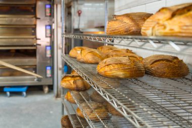 Esnaf fırınının atölyesindeki fırıncı erkek fırıncı fırından fırınlanmış ekmeği yerleştiriyor.