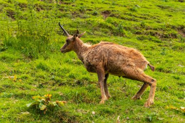 Small moose in a park in the municipality of Borce in the French Pyrenees