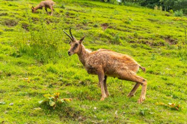Small moose in a park in the municipality of Borce in the French Pyrenees