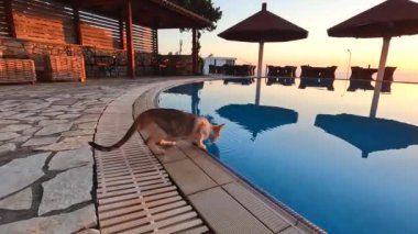 Günbatımında havuzda kedi içme suyu, tropik manzara, yaz tatilinde egzotik ada oteli.