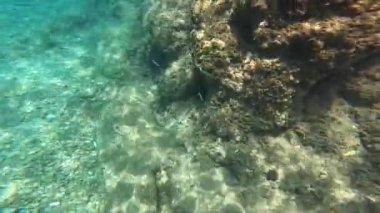 Lefkada adasının güneyinde, Paralia Mikros Gialos 'un yaz aylarında deniz yatağında. Yunanistan.