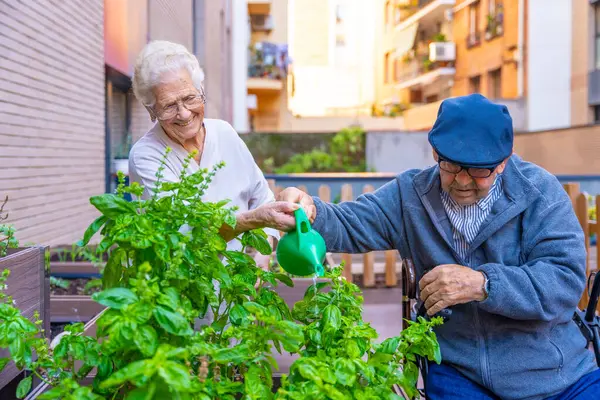 Elder people watering plants in an urban garden in a nursing home