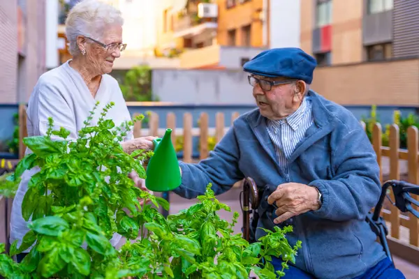 Elder man and woman watering herbal plants outdoors in an urban garden in a geriatric
