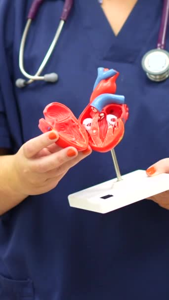 Close Photo Cardiologist Holding Plastic Heart Shape Model Helps Give — Stock Video