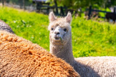 Alpaka çiftliğindeki portreler, yüne benzer yünler için vahşi doğada yetiştirilmişler.