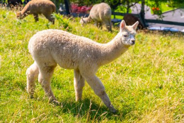 Alpaca çiftliği, yünler için yetiştirilen bir grup alpaka, Camelidae familyasından yerli artiodactyl memeli türü.