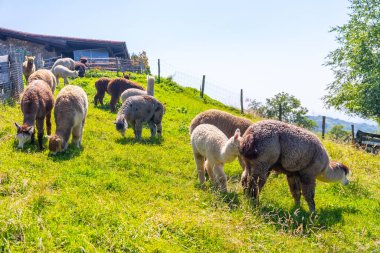 Alpaca Çiftliği, yüne benzer yünler için vahşi doğada yetiştirilen bir grup alpa.