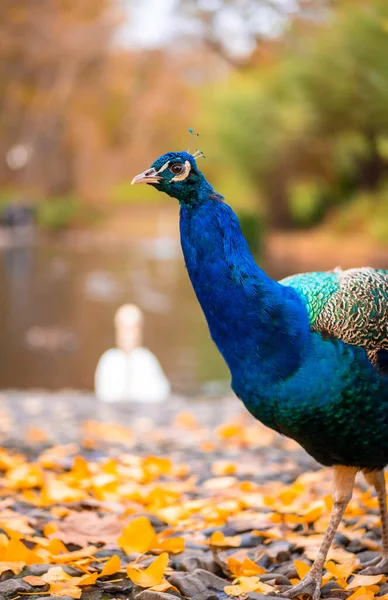 Blue peacock walking in nature next to a lake. Peacocks are large pheasant-type birds.