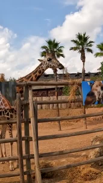 Piękna Żyrafa Jedząca Zoo Zadbany Zwierzęta Rezerwatach Przyrody — Wideo stockowe