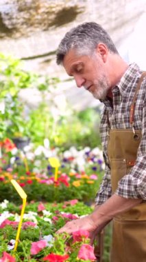Bahçıvan seranın içindeki bir çocuk odasında çalışıyor. Yazın çiçekleri kesiyor.