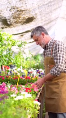 Çiçek serasının içindeki bir fidanlıkta çalışan bahçıvan ya da çiçekçinin portresi gün batımında bir klasörle envanter çıkarıyor.