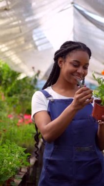 Mutlu siyah kadın çiçek ve bitki yetiştirme işçisi serada bitki kesiyor.