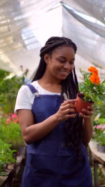 Mutlu siyah kadın çiçek ve bitki yetiştirme işçisi serada bitki kesiyor.