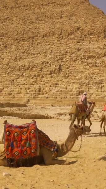 埃及开罗 2020年10月 在银座金字塔的Kefren金字塔旁边枪杀了一群骑骆驼的当地工人 — 图库视频影像