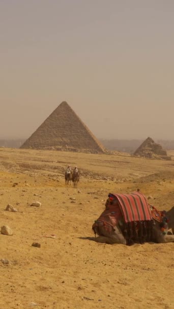 Κάιρο Αίγυπτος Οκτώβριος 2020 Πυροβολισμός Δύο Ντόπιων Ανδρών Πάνω Καμήλα — Αρχείο Βίντεο