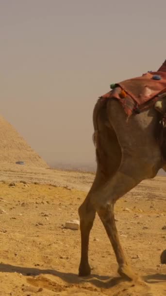 エジプト カイロ2020年10月 銀座ピラミッドの隣でラクダに乗っている地元の男性2人の銃撃事件 — ストック動画
