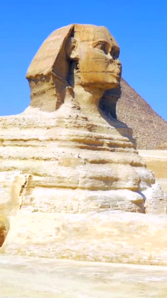 Panning Záběr Krásného Velblouda Stoupající Nahoru Vedle Pyramidy Ginza Káhira — Stock video