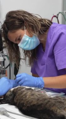 Veteriner kliniği, kedi, veteriner ve veteriner asistanı ağız ameliyatında ameliyat.