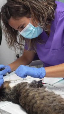 Veteriner kliniği, kedi, veteriner ve veteriner asistanı ağız ameliyatında ameliyat.