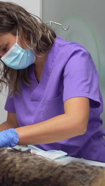 Kedili Veteriner Kliniği Ağız Diş Ameliyatı Üzerinde Çalışan Veterinerler — Stok video