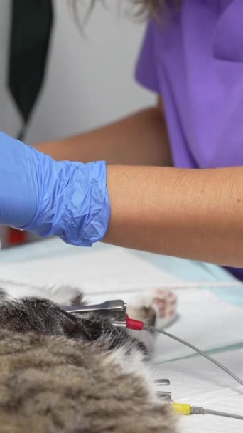 Veterinärklinik Operation Katt Veterinär Och Veterinär Assistent Vid Munoperationen — Stockvideo