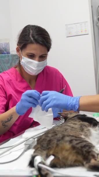 Kedili Veteriner Kliniği Ağız Ameliyatı Üzerinde Çalışan Veterinerler — Stok video