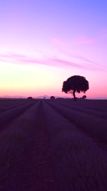 Silhouette Tree Sunset Lavender Field Brihuega Guadalajara — Stok Video
