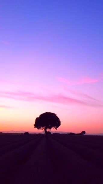 Beautiful Sunset Lavender Field Summer Natural Landscape Brihuega Guadalajara Spain — Stok Video