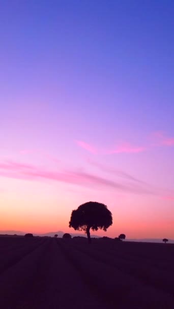 Tree Sunset Lavender Field Purple Sky Natural Landscape Brihuega Guadalajara — Stok Video