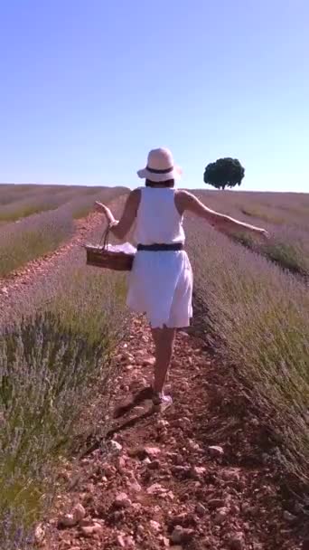 Woman Summer Lavender Field Hat Picking Flowers Rural Lifestyle — Vídeos de Stock