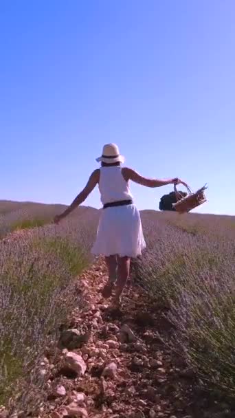 Caucasian Woman Summer Lavender Field Picking Flowers Walking Field — Video