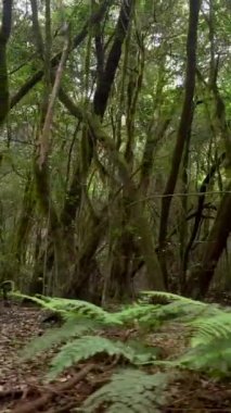 Garajonay Ulusal Parkı, La Gomera, Kanarya Adaları 'nda yürüyüş yolu. Yosun ağaçlarının arasındaki patika.