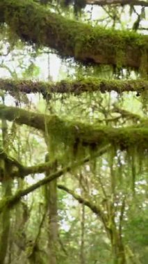 Garajonay Ulusal Parkı, La Gomera, Kanarya Adaları 'nda yürüyüş yolu. Yosun ağaçlarının arasındaki patika.