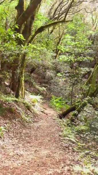 スペイン カナリア諸島 ゴメラ国立公園の常緑樹林のトレイル — ストック動画