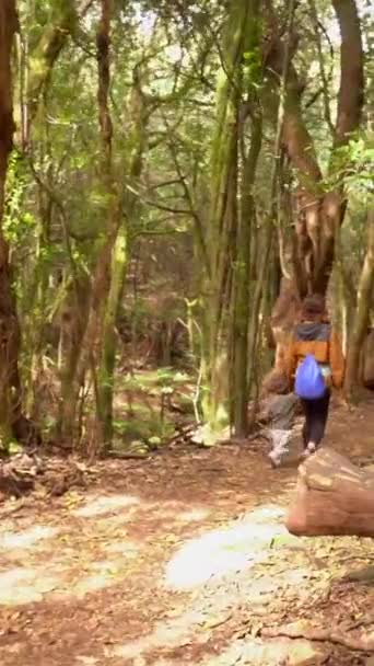 Vandring Genom Las Creces Stigen Mossskogen Garajonay National Park Gomera — Stockvideo