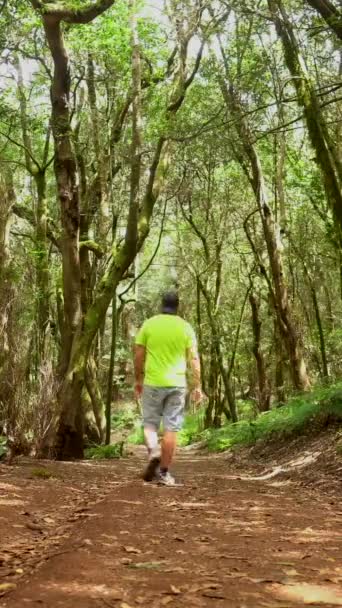 Garajonay国立公園 ゴメラ カナリア諸島の苔の木の森の中の歩道をトレッキング クレセスへの遠足で — ストック動画