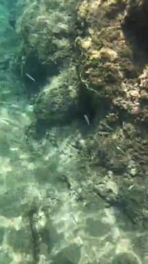 Lefkada adasının güneyinde, Paralia Mikros Gialos 'un yaz aylarında deniz yatağında. Yunanistan.