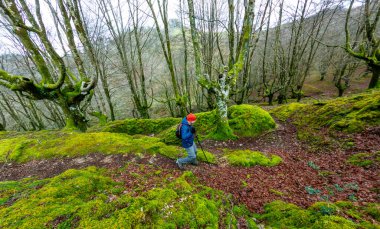 Dağlardaki kayın ormanlarında yürüyüş yapan bir erkek yürüyüşçü. Özgürlük hissi.