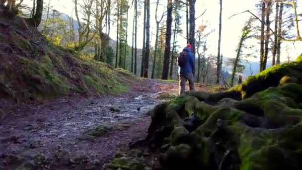 Caminante Masculino Caminando Por Sendero Bosque Hayas Las Montañas Sensación — Vídeo de stock