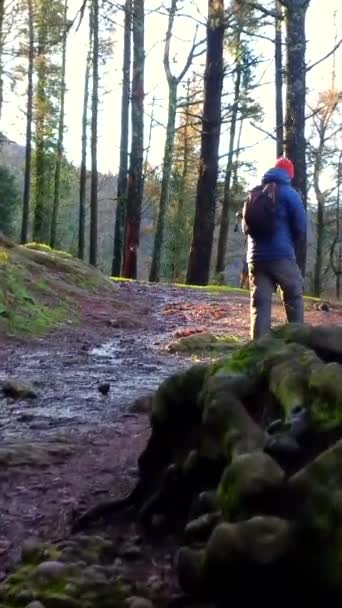 Escursionista Sesso Maschile Che Cammina Sentiero Una Foresta Faggi Montagna — Video Stock