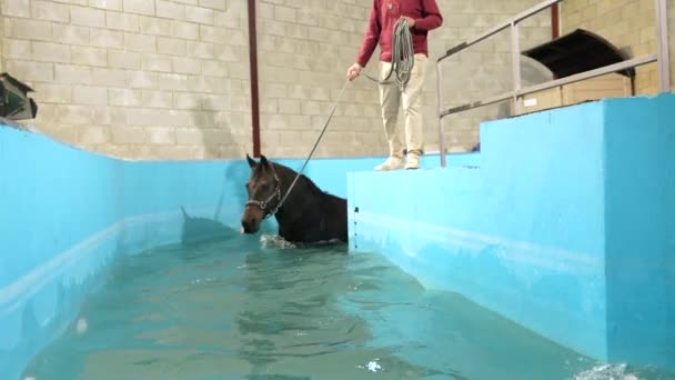 Ветеринар Держит Лошадь Веревкой Получающую Акватерапию Травмы — стоковое видео