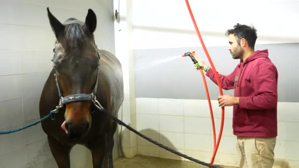 Случайный Кавказский Мужчина Стоящий Моющий Лошадь Водой Реабилитационном Центре Гидротерапии — стоковое видео