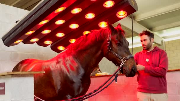 Cavalo Sob Luzes Vermelhas Solário Centro Reabilitação Com Companhia Veterinário — Vídeo de Stock