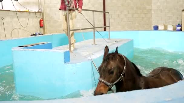 兽医在疗养过程中把马抱在游泳池里喝水 — 图库视频影像