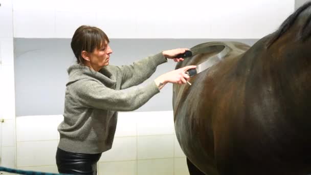 Καλλιεργημένη Φωτογραφία Γυναίκας Καθαρίζει Και Περιποιείται Άλογο Στάβλο — Αρχείο Βίντεο